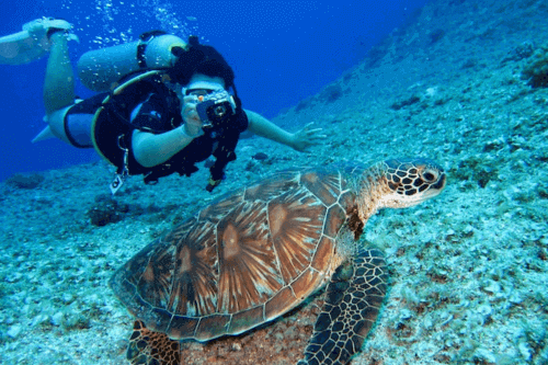 How to Travel When You Have No Money | 7 Hacks for 2025 9 Scuba diver with a turtle