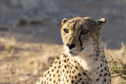 A cheetah in Kruger National Park